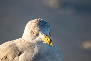 close up of a seagull