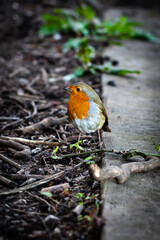 robin on the ground