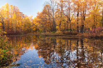 Obraz premium Autumn park with yellow trees lake landscape