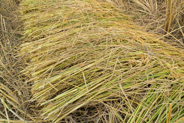Rice straw obtained by cutting the mature rice.