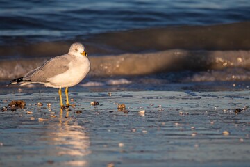 seagull on the beach