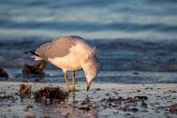 Seagull