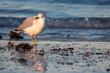 seagull on the beach
