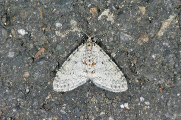 シタコバネナミシャク（北海道・鹿追町）
