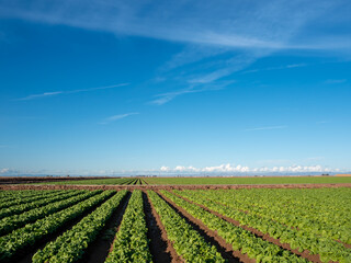 Rows of green lettuce  growing in southern California.