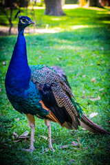 Obraz premium peacock in the park