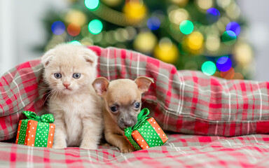 Fototapeta na wymiar Toy terrier puppy and kitten sit together under warm blanket on a bed at home with Christmas tree on background. Empty space for text
