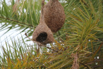Outdoor Big natural bird nest