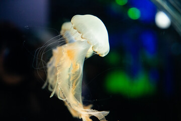 水族館でライトに照らさているクラゲ