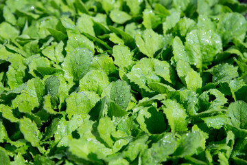 Young salad in the garden. Lettuce leaves mustard are grown in spring as vitamin greens. Salad greens top view. Concept of agriculture. Green natural background.