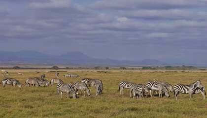 Fototapeta na wymiar A herd of striped zebras grazes peacefully on the grass of the savannah. Mountains are visible in the distance, clouds in the sky. Summer day in Amboseli park. Kenya.