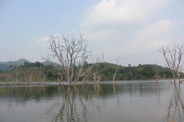 tree on the lake
