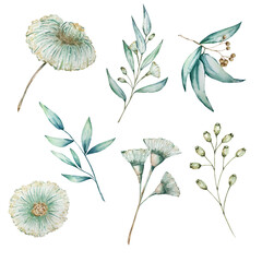 Set of watercolor eucalyptus long leaves and branches and flowers © SvetaArt