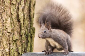 Naklejka na ściany i meble Red squirrel ( Sciurus vulgaris ) Cute arboreal, omnivorous rodent . Detailed Portrait of eurasian squirrel.