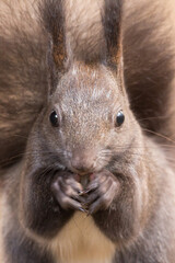 Red squirrel ( Sciurus vulgaris ) Cute arboreal, omnivorous rodent . Detailed Portrait of eurasian squirrel.