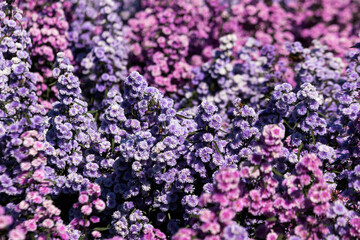 Beautiful Margaret flowers in the garden are blooming