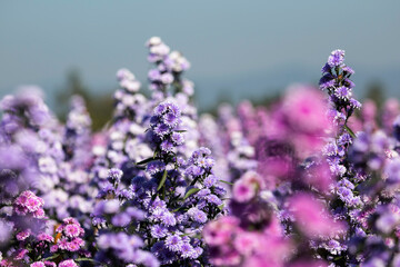 Obraz premium Beautiful morning flowers Margaret in the garden are blooming