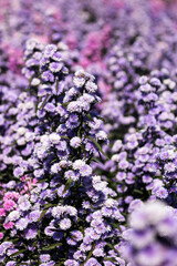 Beautiful morning flowers Margaret in the garden are blooming