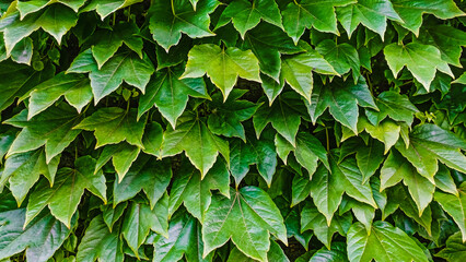 Fototapeta na wymiar Background - carved shiny green leaves of wild grapes - Parthenocissus tricuspidata. Curly vines completely cover the wall surface. Full Screen.