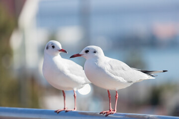 冬の港にいるカモメの風景