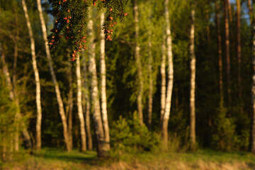 Blooming Christmas tree with small cones on a spring day at sunset against a background of white birches.