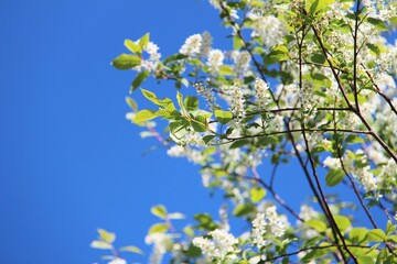 blooming tree