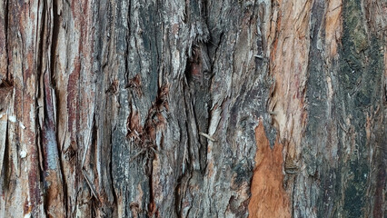 The background is the bark of the old cypress. The texture is layered in thin plates. Color - shades of gray and brown.