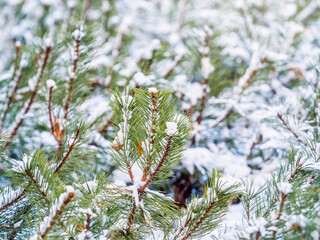 Green young pine trees covered in white snow.