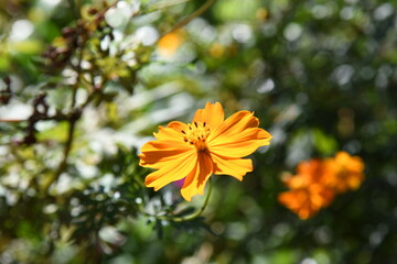 オレンジ色のコスモスに花