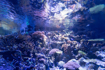 珊瑚・水中風景