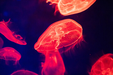 Fototapeta premium 水族館でライトに照らさているミズクラゲ