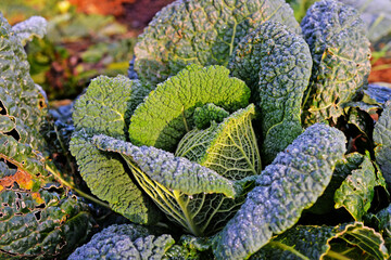 close up of a plant