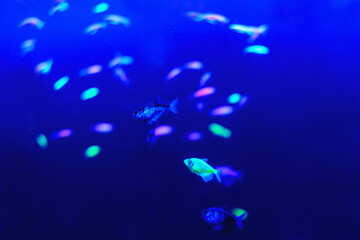 Fototapeta na wymiar Neon glow fish color freshwater aquarium. Underwater world fish Aquarium in the neon light. Blurry background. Selective Focus