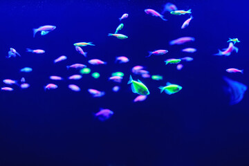 Neon glow fish color freshwater aquarium. Underwater world fish Aquarium in the neon light. Blurry background. Selective Focus