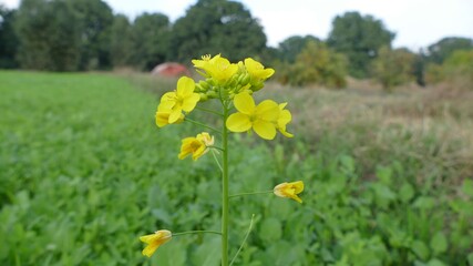 Yellow flowers in the field - Most beautiful flowers pictures in the world - 