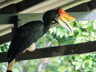 Close-up picture of hornbill bird
