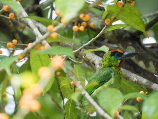 Beautiful green bird, Red-throated Barbet (Megalaima mystacophonos)