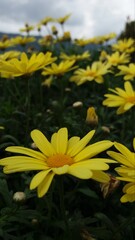 yellow flowers in the garden