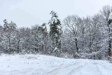 Snow-covered trees in the forest. Winter natural background. The tree bent under the weight of snowdrifts. Walk through the winter Park. Overcast gray cold day. Impenetrable thicket of the forest.