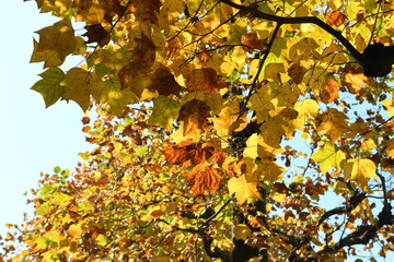 秋色のプラタナス