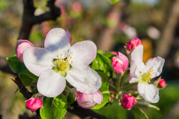 Flowering branch of Apple, white Apple blossoms. Flowers tree close-up. Soft bokeh. Background. Soft selective focus.