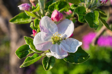 Flowering branch of Apple, white Apple blossoms. Flowers tree close-up. Soft bokeh. Background. Soft selective focus.