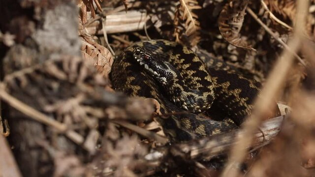 A beautiful Adder (Vipera berus) snake just out of Hibernation basking in the morning sunshine coiled up in the undergrowth at the edge of woodland.