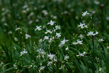 flowers in the field