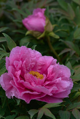 pink peony flower