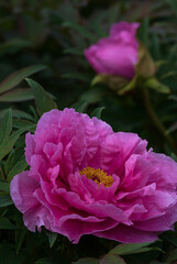 pink peony
