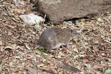 the southern brown bandicoot is a small marsupial