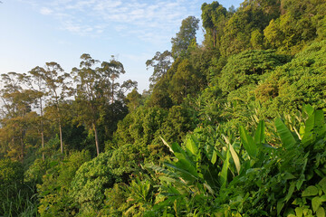 Tropical rainforest. Rainforest ecosystem and healthy environment concept and background.