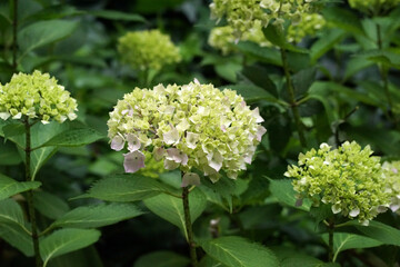 紫陽花