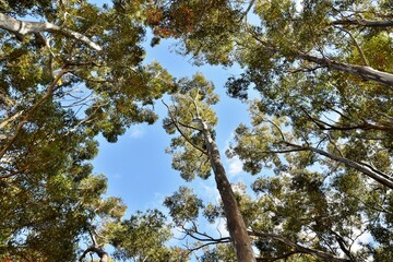 Close up of big Eucalyptus tree tops